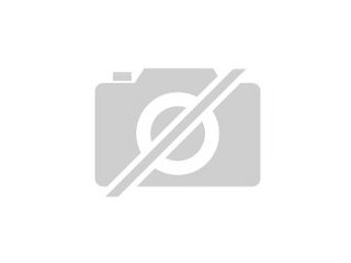 Brauen glattstirnkaiman gesucht